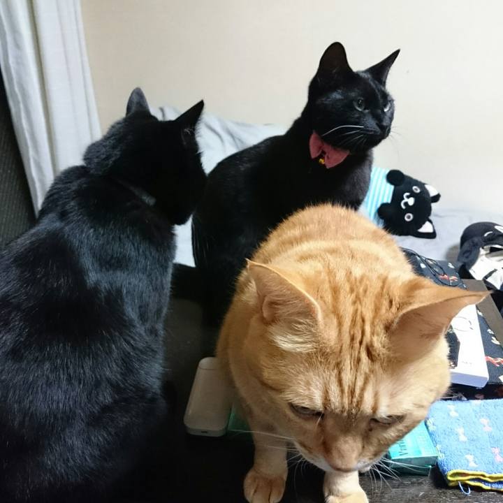 226cb0ba 7e3d 40dc 9491 c856488ea83b 1522723326239