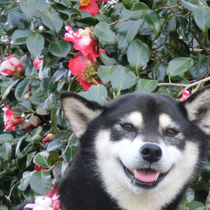 226cf2c7 b4cd 4ddc 88b6 96a7120e5a28 1523245873051