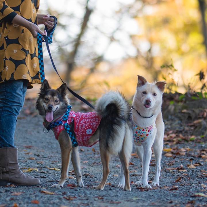 226d8f2c be60 4855 b062 738c81364241 1540480816220