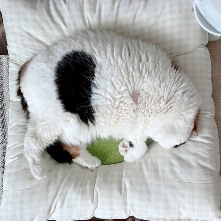 226e8a42 b6db 406a ac74 e20007a65617 1731472041214