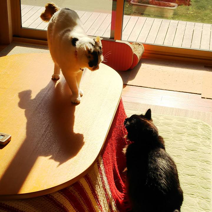 226ee028 1811 4437 802e e36f348536fc 1514557655450