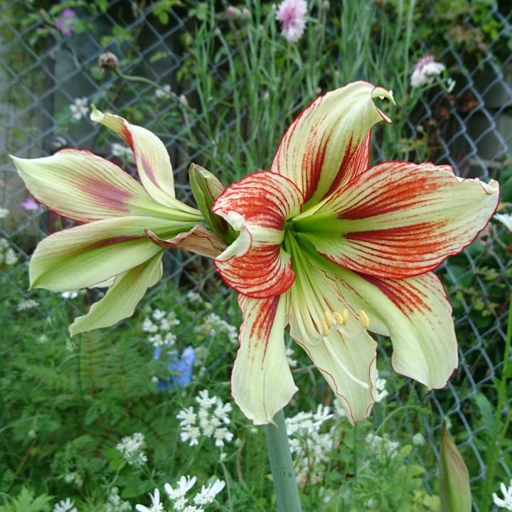 2270b91c fd40 43f6 9b45 db6fd2fdaa57 1526272507034