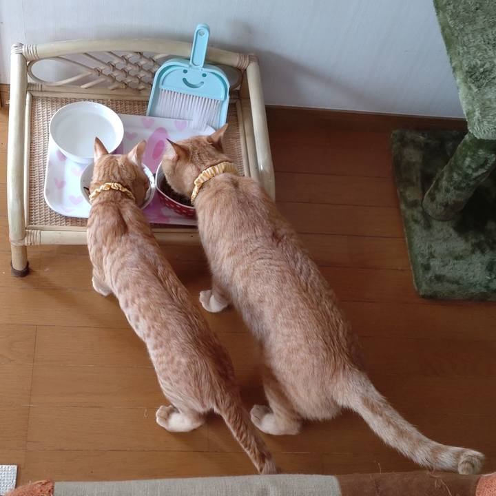 22726b0b bcd1 473e ae24 307a748344cb 1678620299068