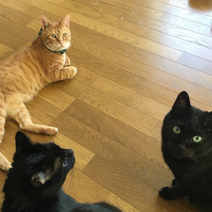 22731b4f b41b 4d37 8f04 5620ead5864b 1532354660783