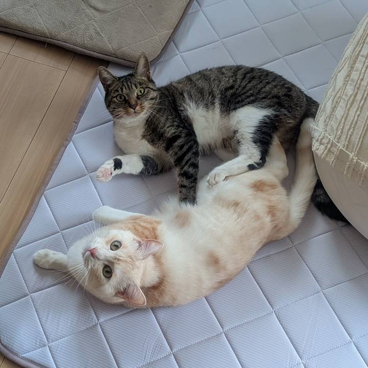 2274b115 d192 43a9 aa30 da4848e226f3 1747699275780