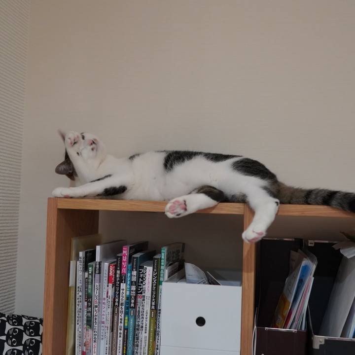 2275a4b3 c76d 40e4 8ef4 8ad528f8bc7f 1590067121935