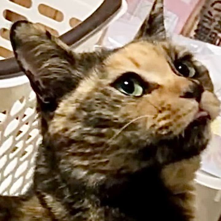 227e1293 cdb6 4599 af7b ed1734447cf2 1742070596187