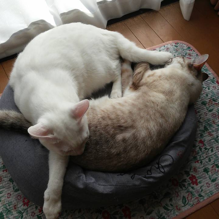 227fc3fb 2feb 42cd afa4 82cab9e9fe12 1513920501488