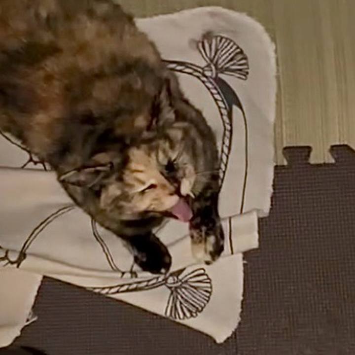 227fc4e0 2943 4ad7 9365 7dcc0fab4d1b 1751661362945