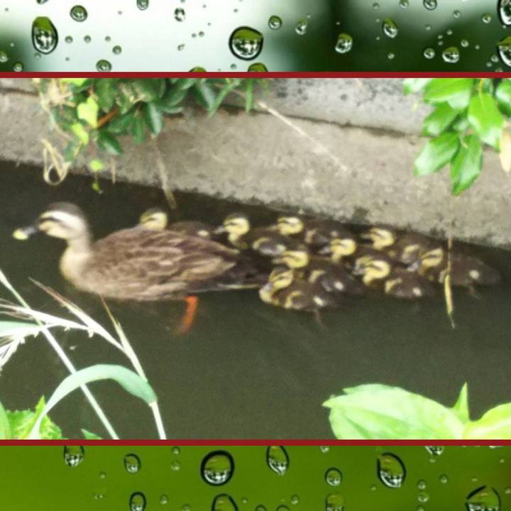 228126a5 e884 41f1 b784 2116d0d7eb0c 1529046824543