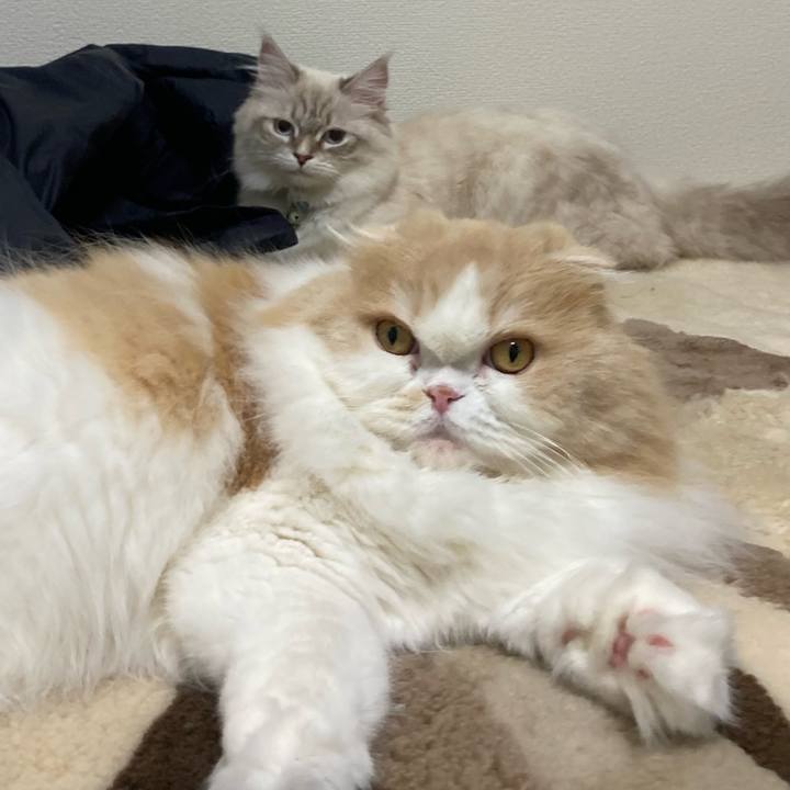 2283667f 3ba0 4071 b761 c53ffe17709d 1679821458414