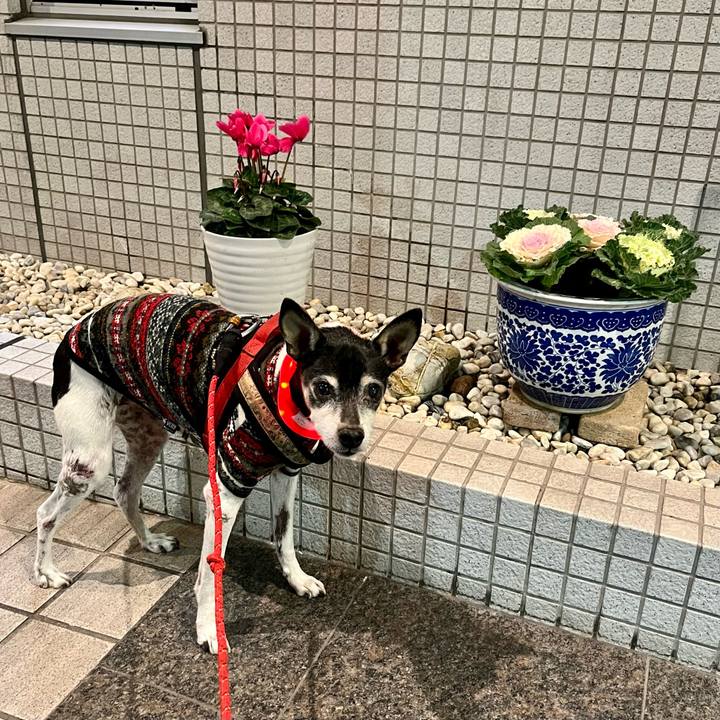 2287be4f bff7 4bef a748 f818a586230a 1639003300258