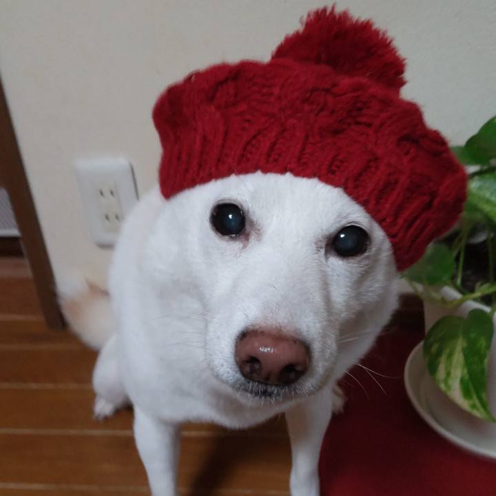 228a8218 8243 45f6 b80d 4dce9d7e004d 1638953119927