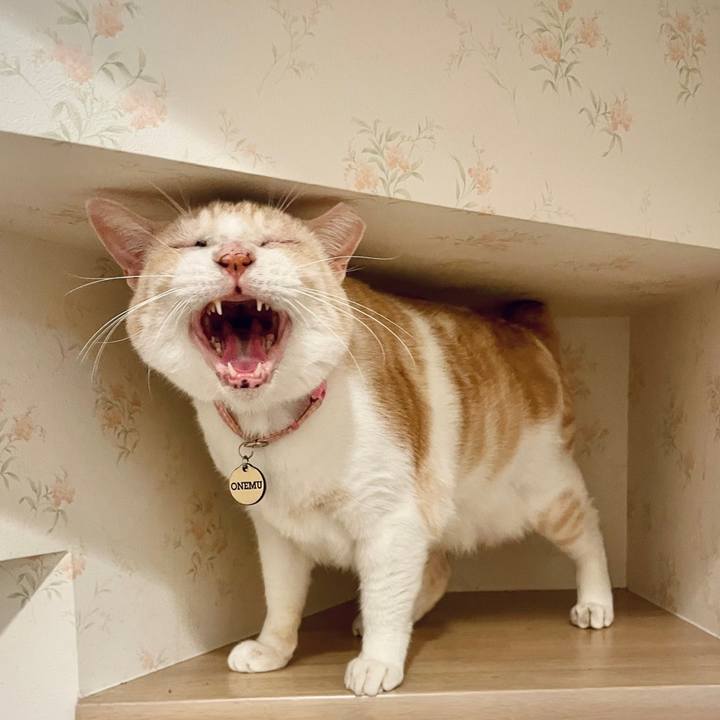 228afc4a 7f31 4d6f 9e79 77e2841a34ce 1762446632785