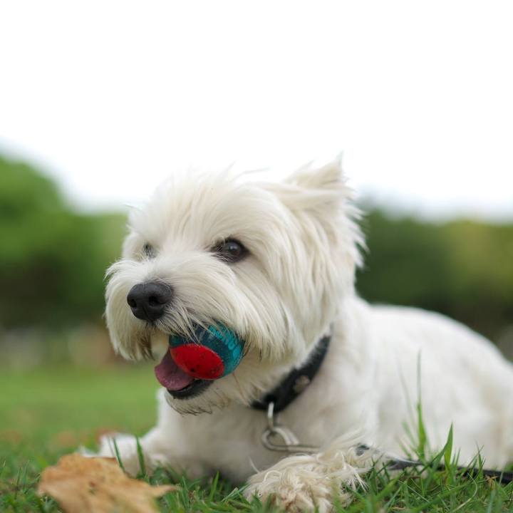 228bdff4 0bf9 4e47 bfba ed4c4e4ba727 1535843145111