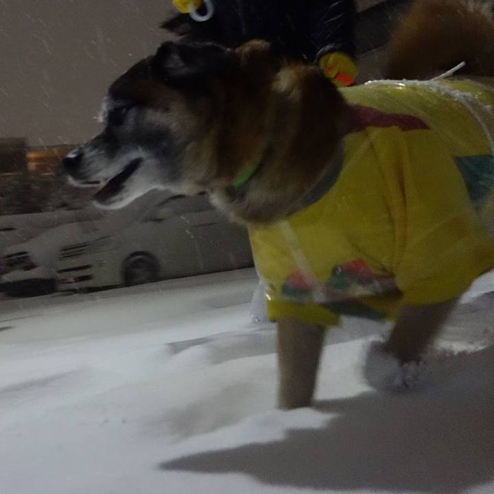 228c25ae dcd0 40ee 838b dfe115dfb0d6 1516615856149