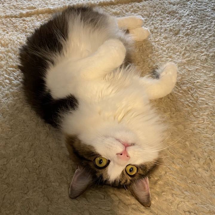 228c8046 4c38 4ec7 9344 1d55075291a8 1766460075924