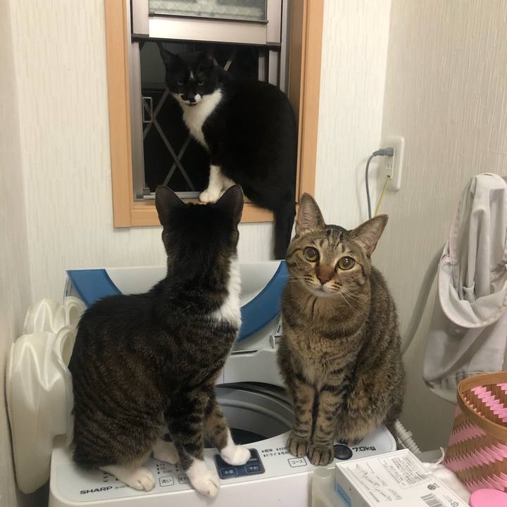 228e4118 4999 4496 8bd9 80529e52b0e7 1589167818042