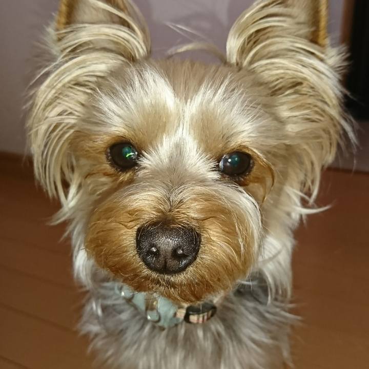 228f9f44 f5ab 41fc 92d4 163aff21434c 1523503830042