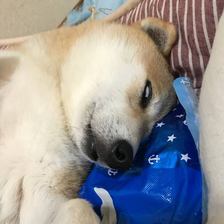 2290f9da d57d 46dc a395 60c3170d5200 1533037905866