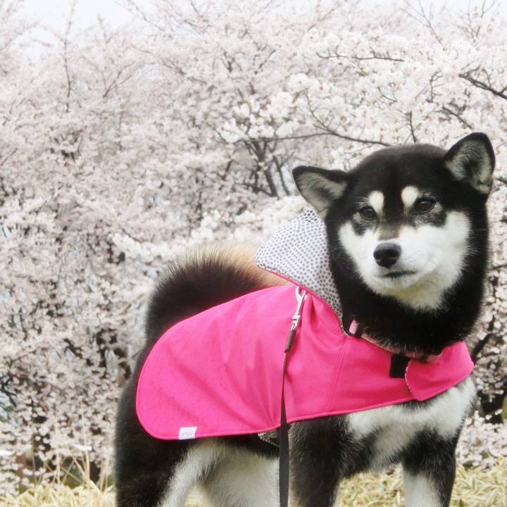 2293bd5a a498 4f5e 911a 9454e2fa6a98 1523147825765