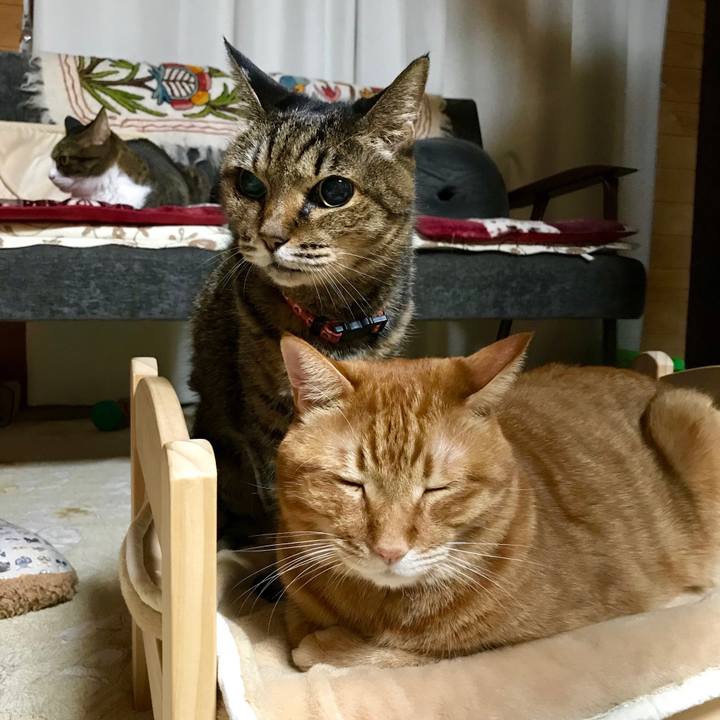 229586f3 2559 4dc8 928a 277cb430e20b 1541253209877