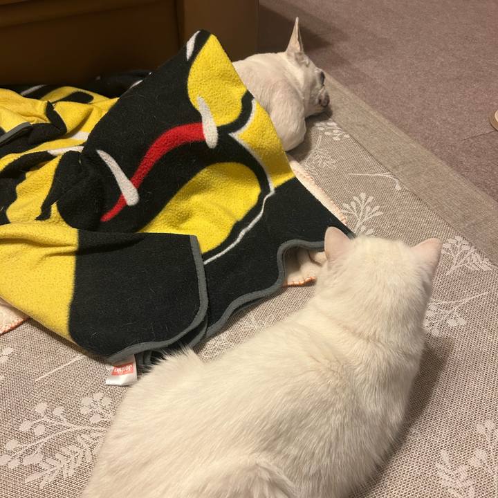 2296ba4e 944f 44cd b954 79a706672ca0 1748691586522