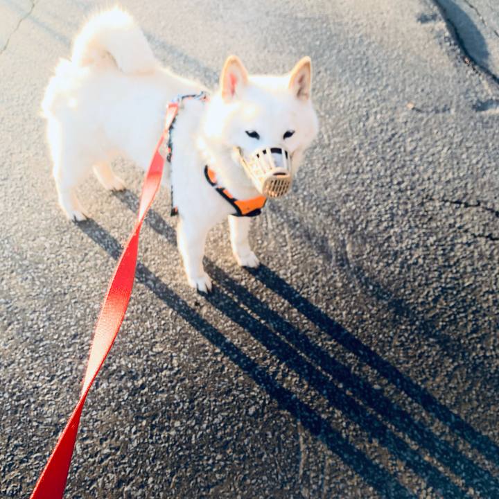 229b2ddd 68ea 40b8 b5f1 6890d5f6646f 1619383928669