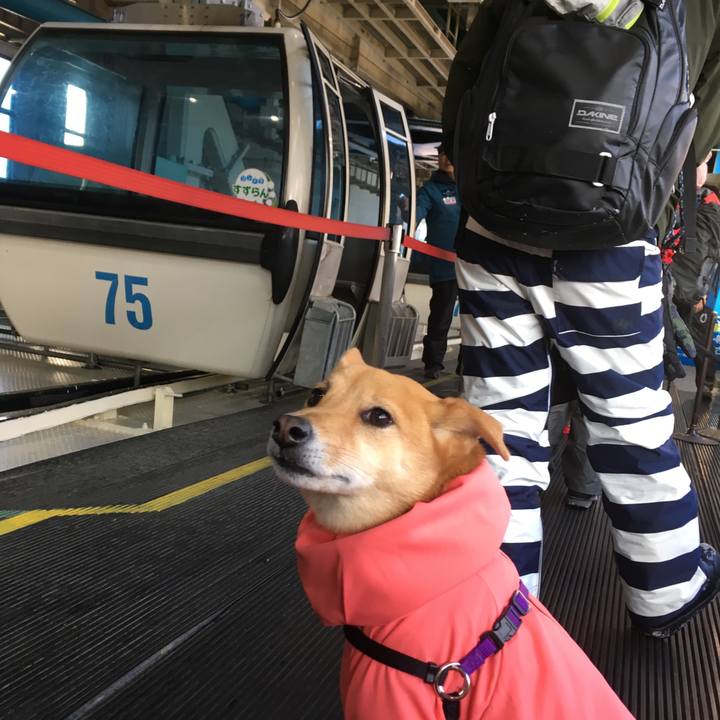 229c7f4d 8010 4109 9a74 ef19d9af8372 1550054475548