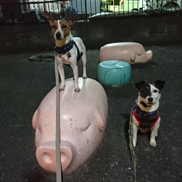 229e4817 f6ca 44cb 8563 0f39a47d1206 1526905508760