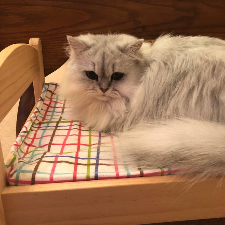 22a10b57 a13f 419b 994c 968ec64d677f 1543405875733