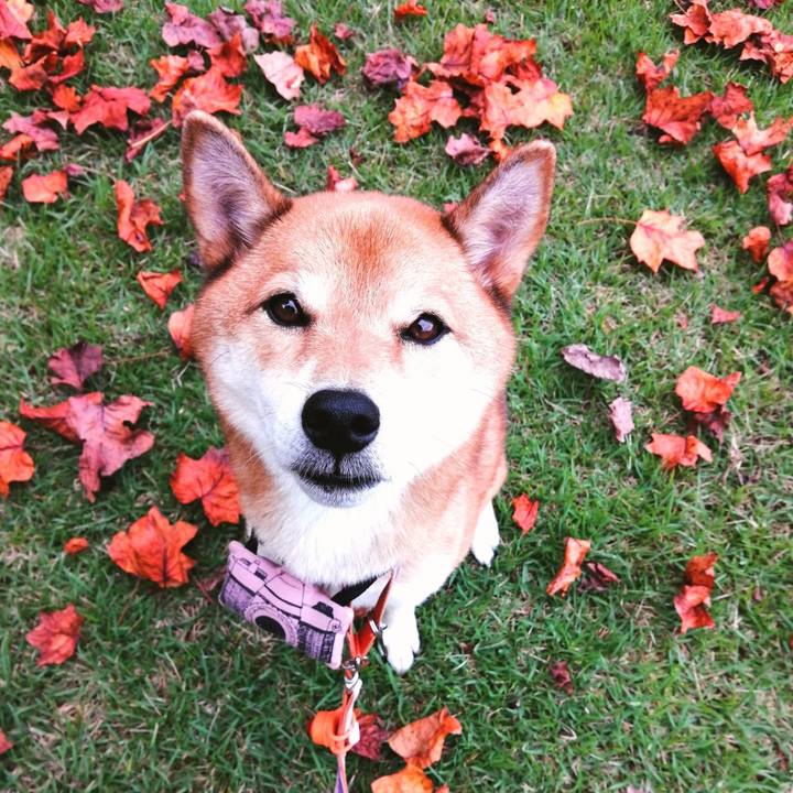 22a1b31e f926 4c4a 8968 ad00569d93b3 1602802697146