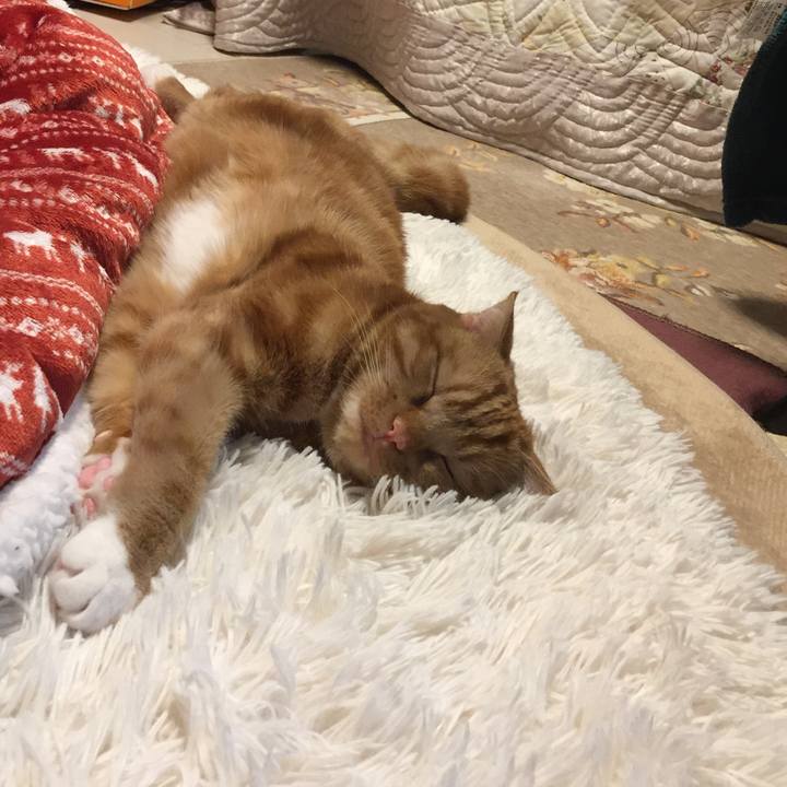 22a2cf18 6c1f 4a5a 8b48 c7714a2c5366 1523283121313