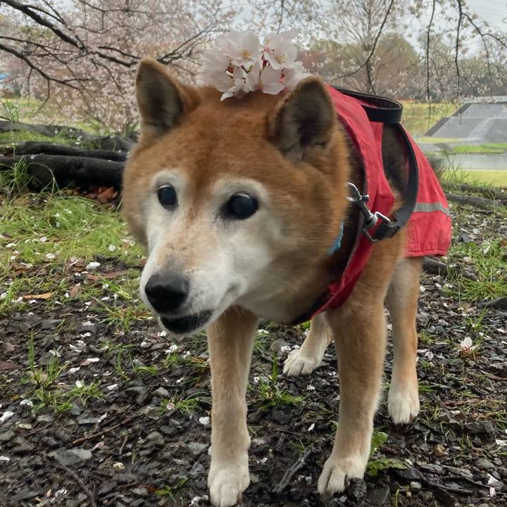 22a41b81 5eea 4902 99e7 3148b42ca83a 1743667288309