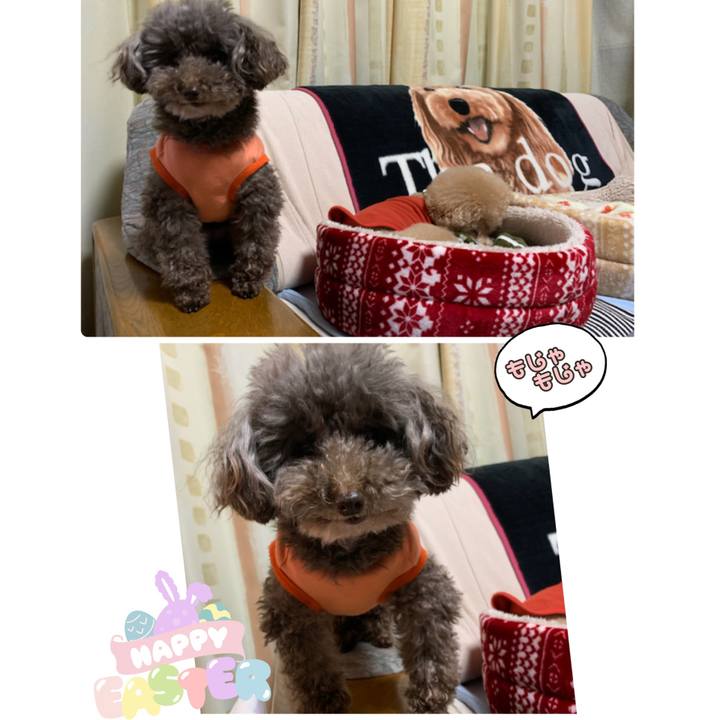 22a607c2 fe07 447b bc4d fae35efb261e 1585738373877