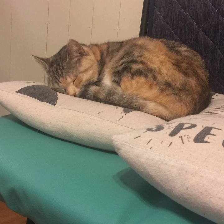 22a6c8bd 1543 4a57 bc09 e0acc68e605d 1547995743353