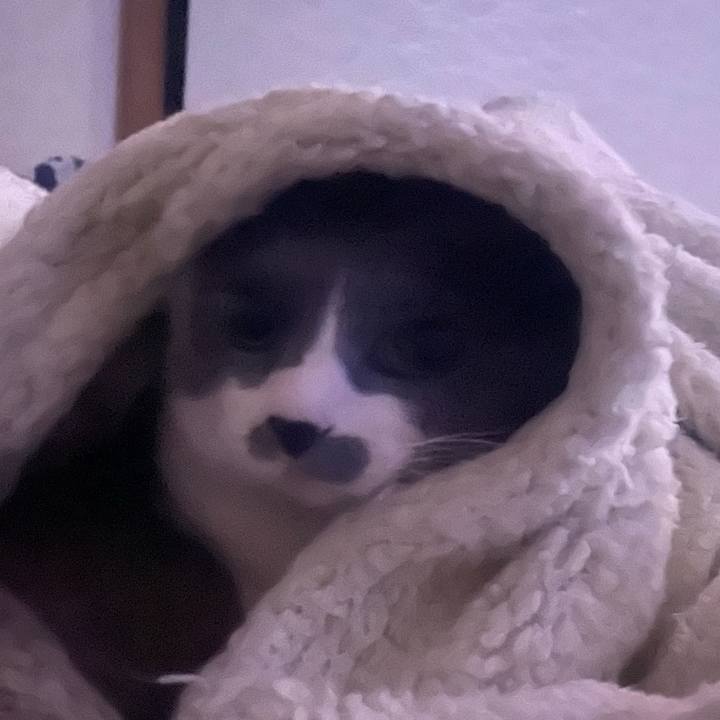 22a71cea 9f00 42c2 b266 16cb66c967c3 1736459250591