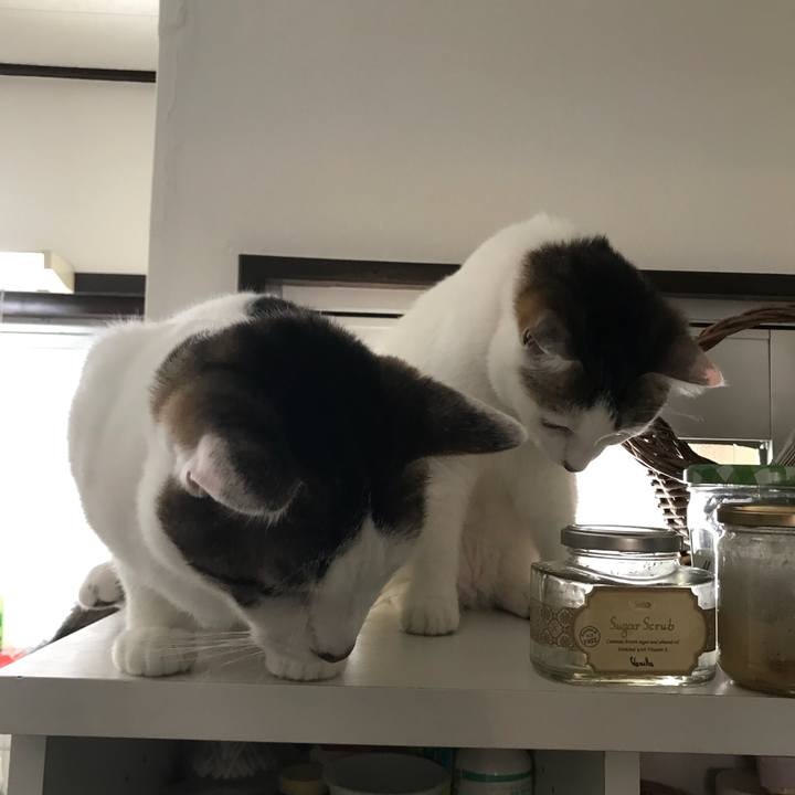 22a95f7a e504 482b 8794 ce8a4866f380 1532402352477