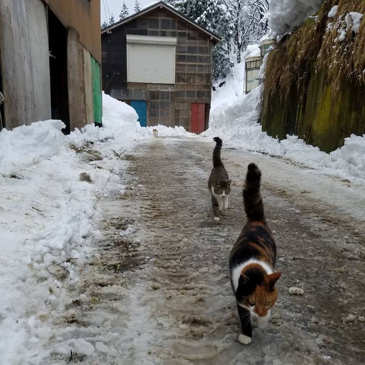 22aadfd3 ca9e 4faa abef d1d4232bffee 1548501516460