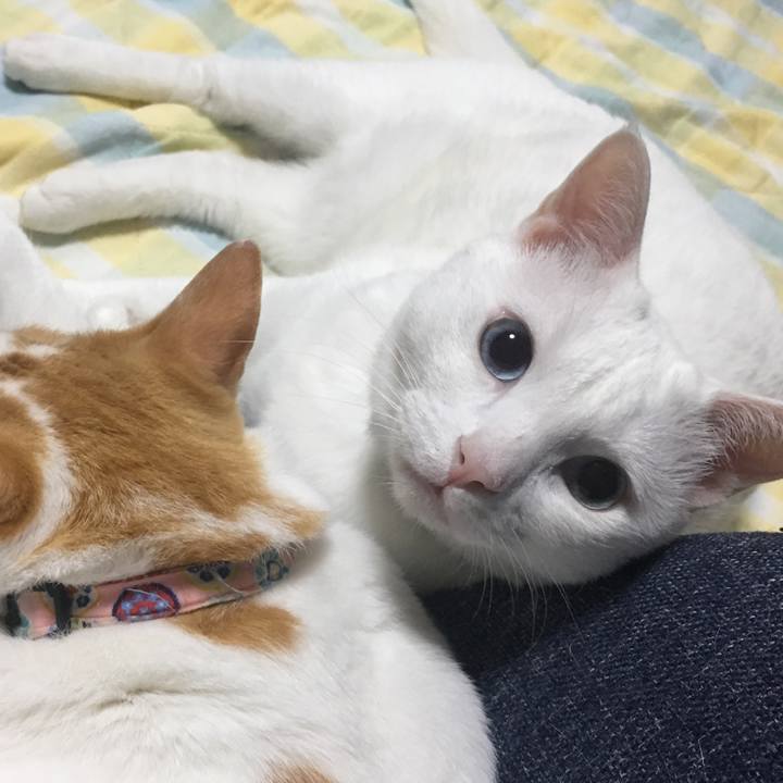 22ab820c 842e 4d2a a02e 7334749bae74 1535529387802