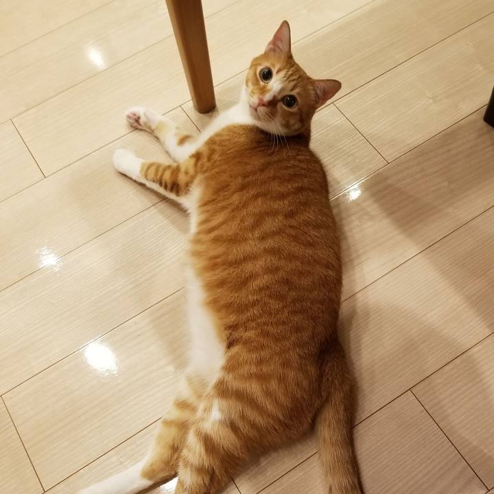 22ac17b9 dd42 4b19 a0a2 bf147ef36878 1585334853421