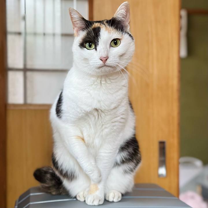 22ad9d9e ccb5 4bd8 beaa 316bbdee8708 1668648412437