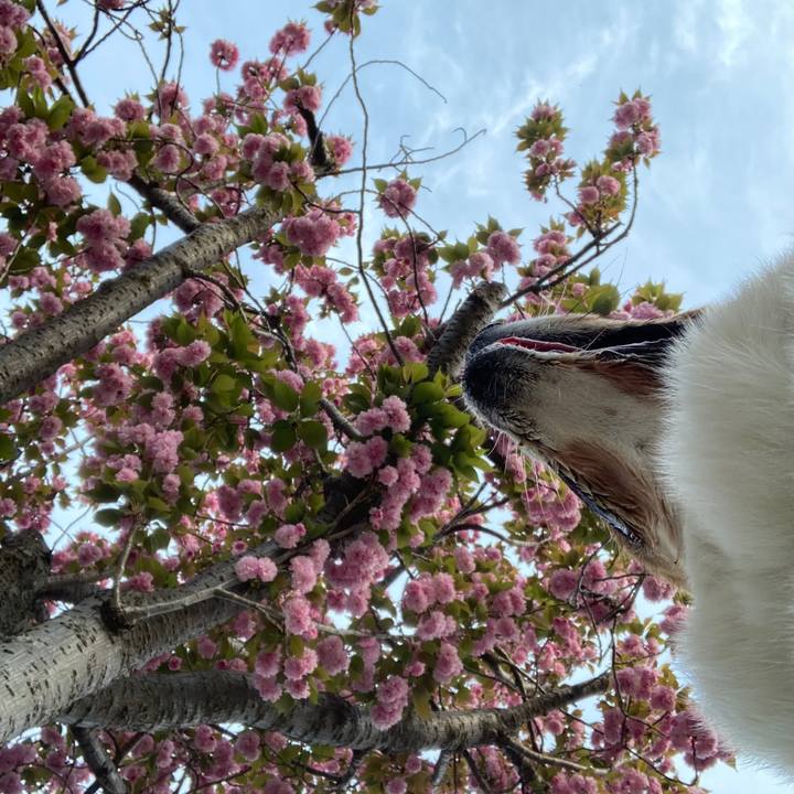 22aeaed4 b87c 43fd bdde d9a2e709ad40 1744964471126