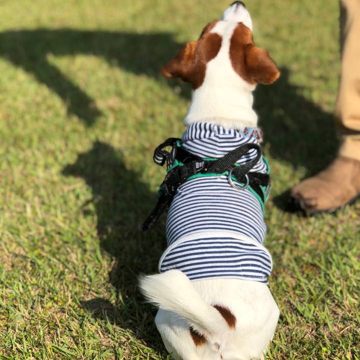 22af2841 5f62 485f a1b3 703916aeaac2 1592308270121