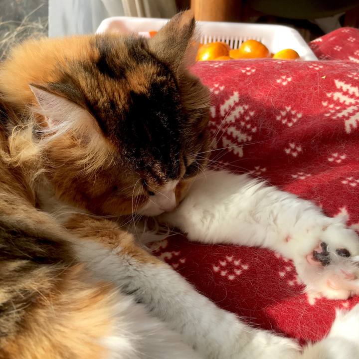 22af8ee6 58f8 48b2 91bc c0664f16e70f 1575441183190