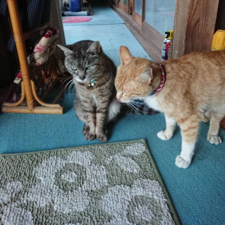 22b6aff8 9429 4cc7 916e 0e9bbab12e9c 1559126612791