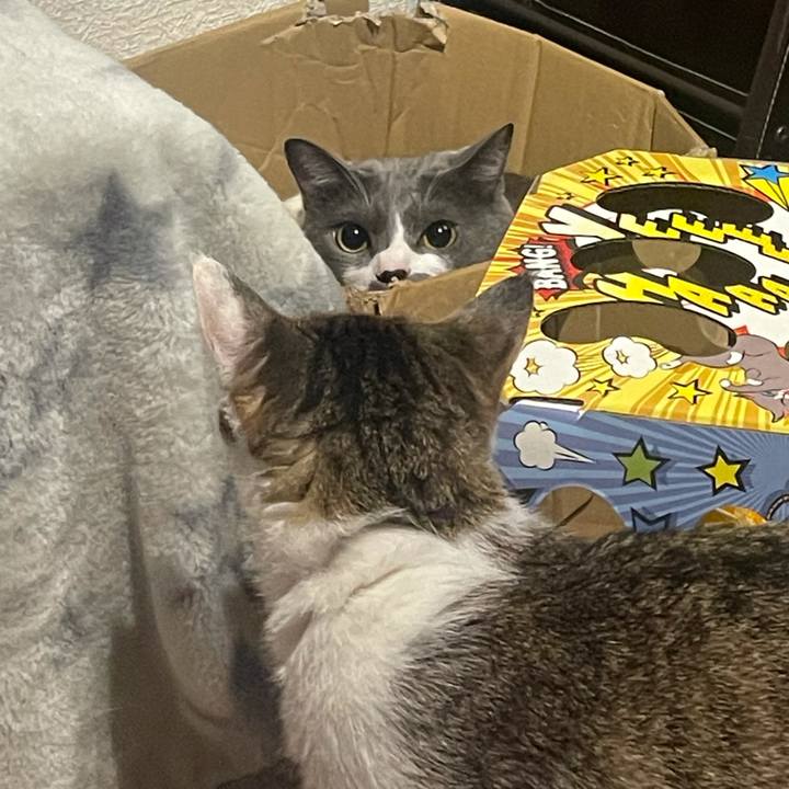 22bb955e 1439 4895 8158 acb06ab22983 1629891196635