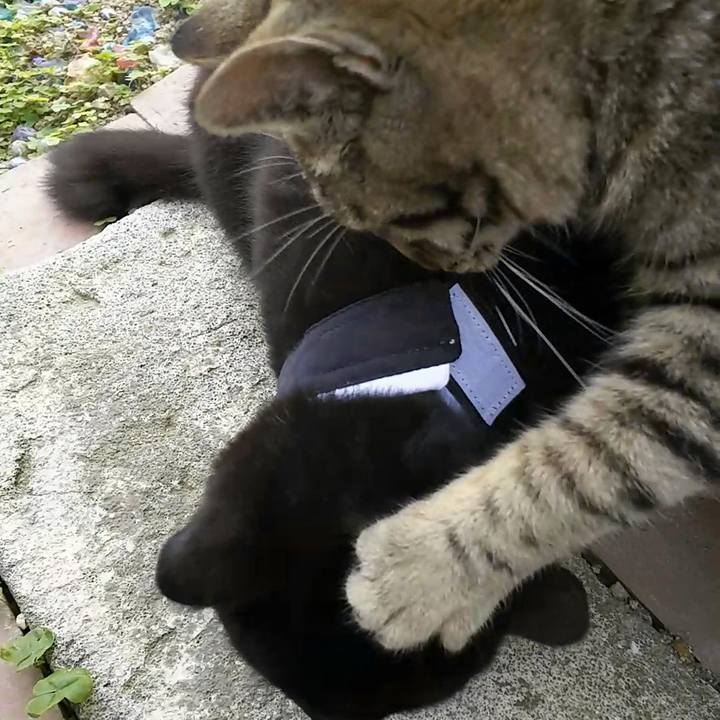 22bf0a09 ceda 498c aae1 2debfab83964 1556008749569