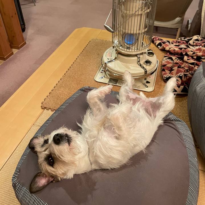 22c0515e 63f4 4a16 a381 c7cf7952f594 1647784380663