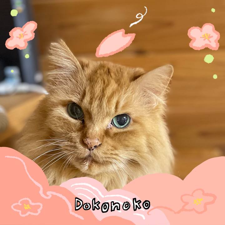 22c268f6 6d68 41c3 826a be2dd7fa4b5d 1775210378577